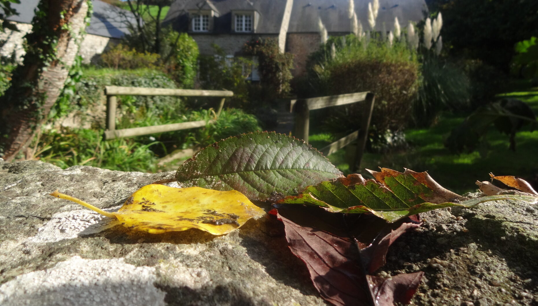 Les Feuilles Mortes La Maison Jacques Pr Vert