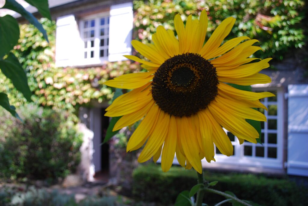 Tournesol dans le jardin de la maison Jacques Prévert