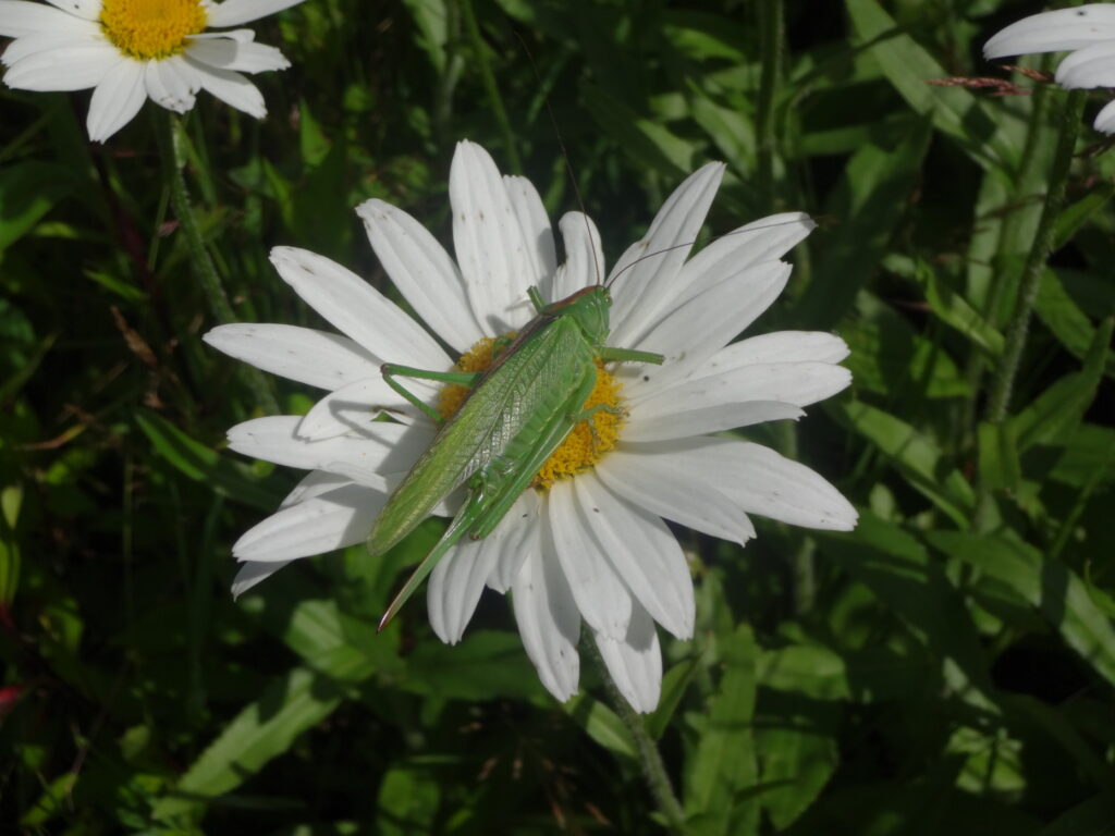 Sauterelle sur margerite