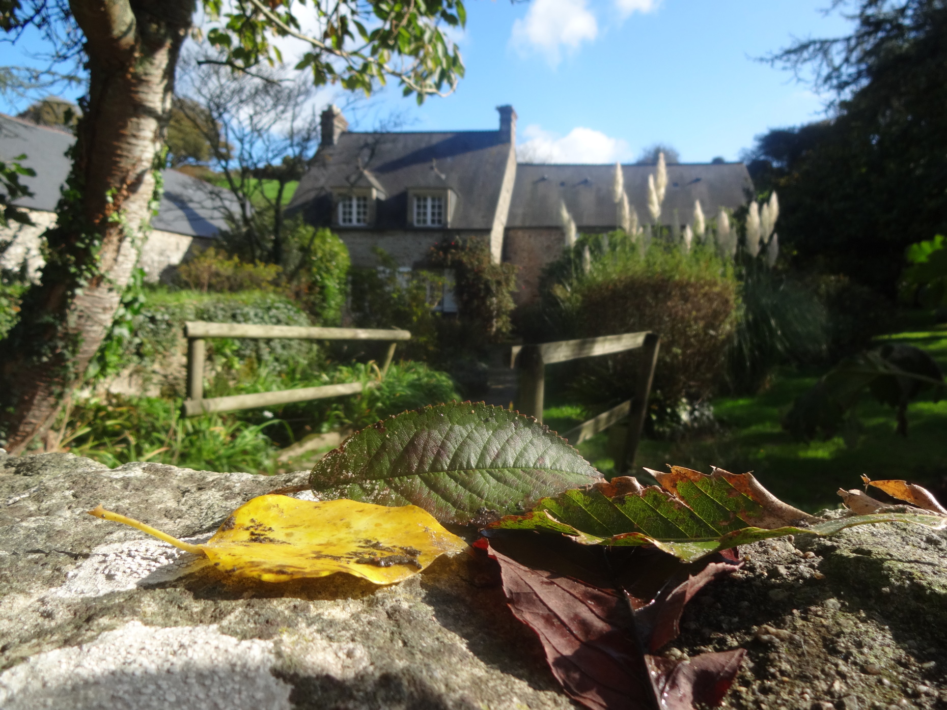 Des feuilles mortes sur le muret devant la maison Jacques Prévert