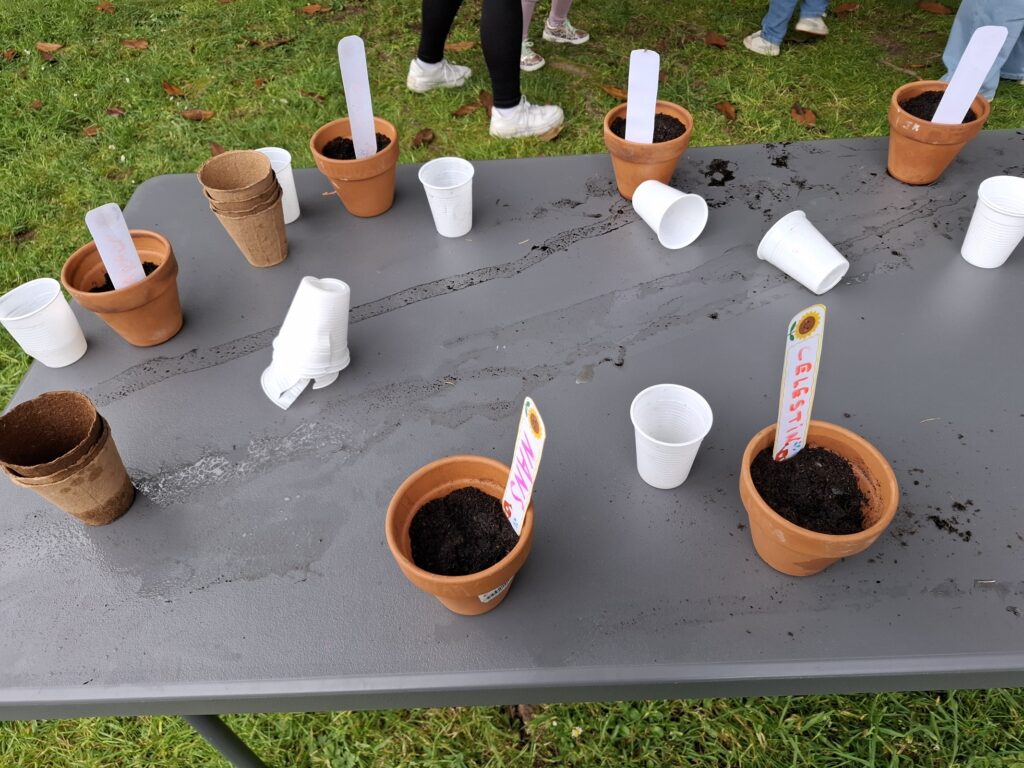 Semis de tournesols réalisés dans le jardin de la Maison Jacques Prévert