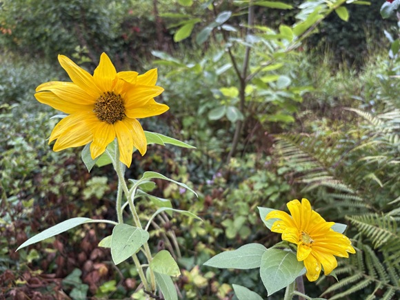 Deux fleurs de tournesols