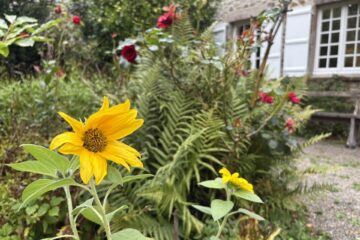 Les tournesols