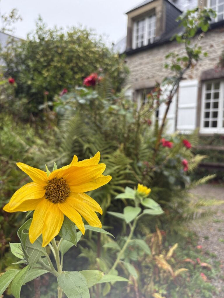 Tournesols devant la maison Jacques Prévert