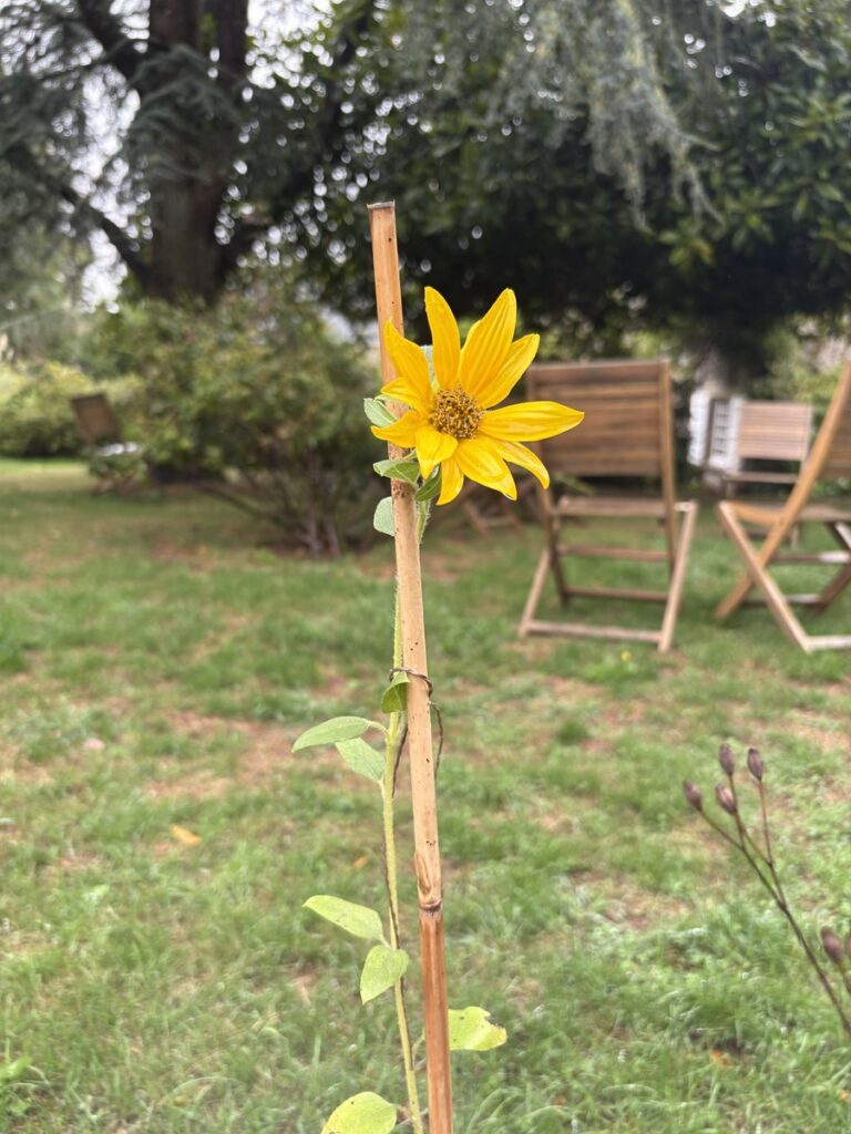 Un plant de tournesol