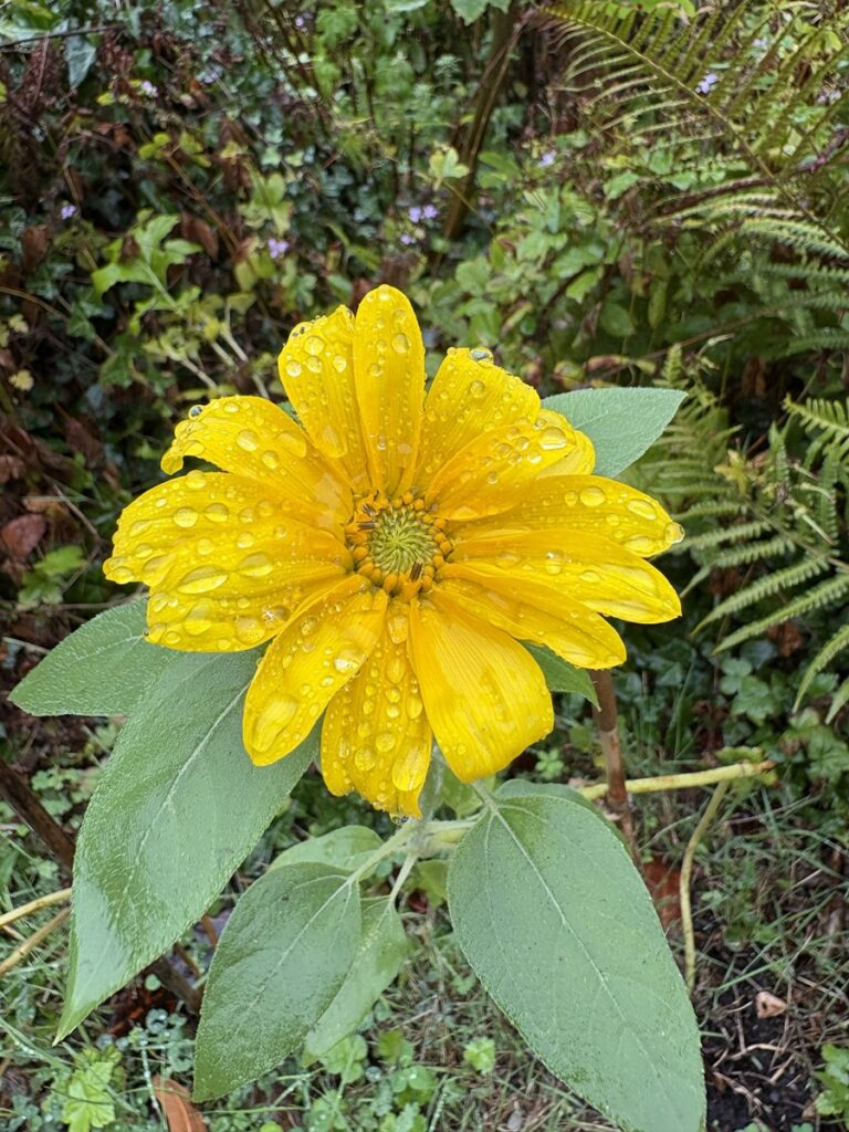 Une fleur de tournesol